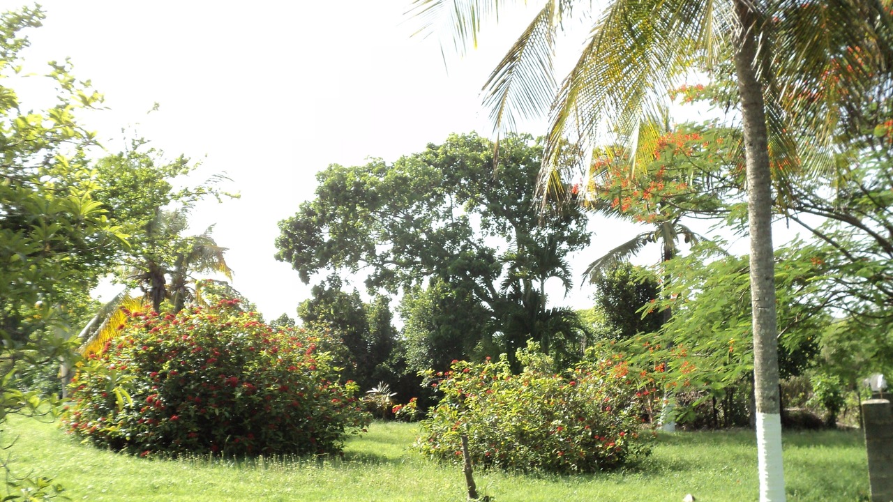 Photo of Outdoor in Le Moule