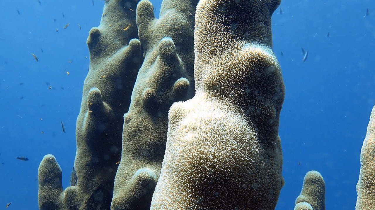 Photo of Others in Cane Bay