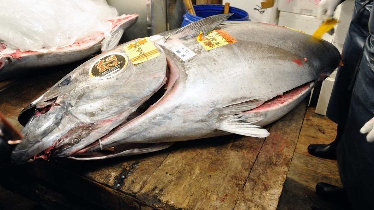 Photo of Others in Tsukiji
