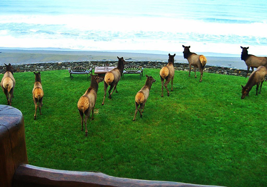 Photo of Others in Port Orford