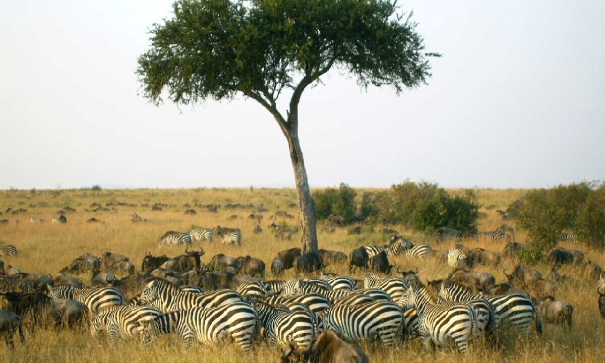 Photo of Others in Galu