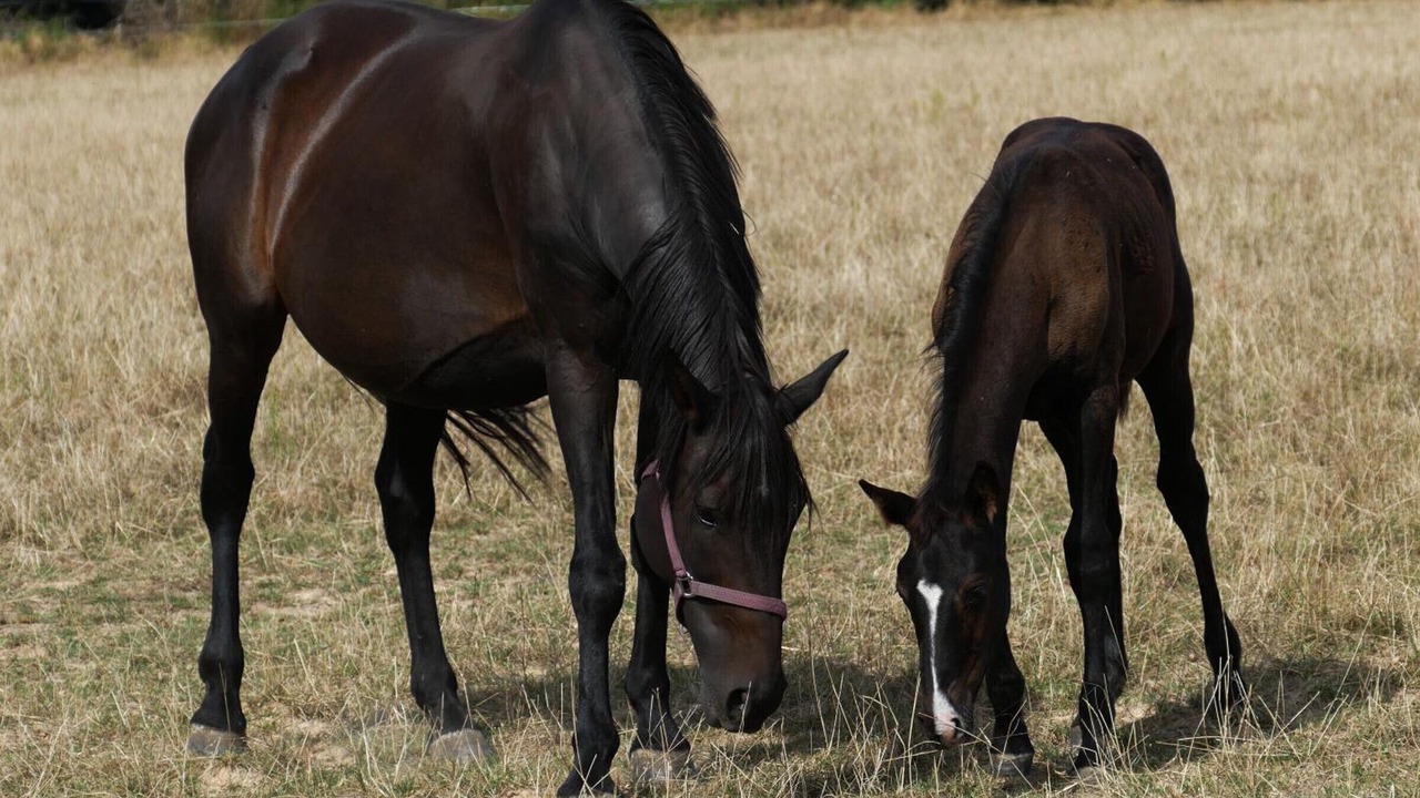 Photo of Outdoor in La Croix-en-Touraine