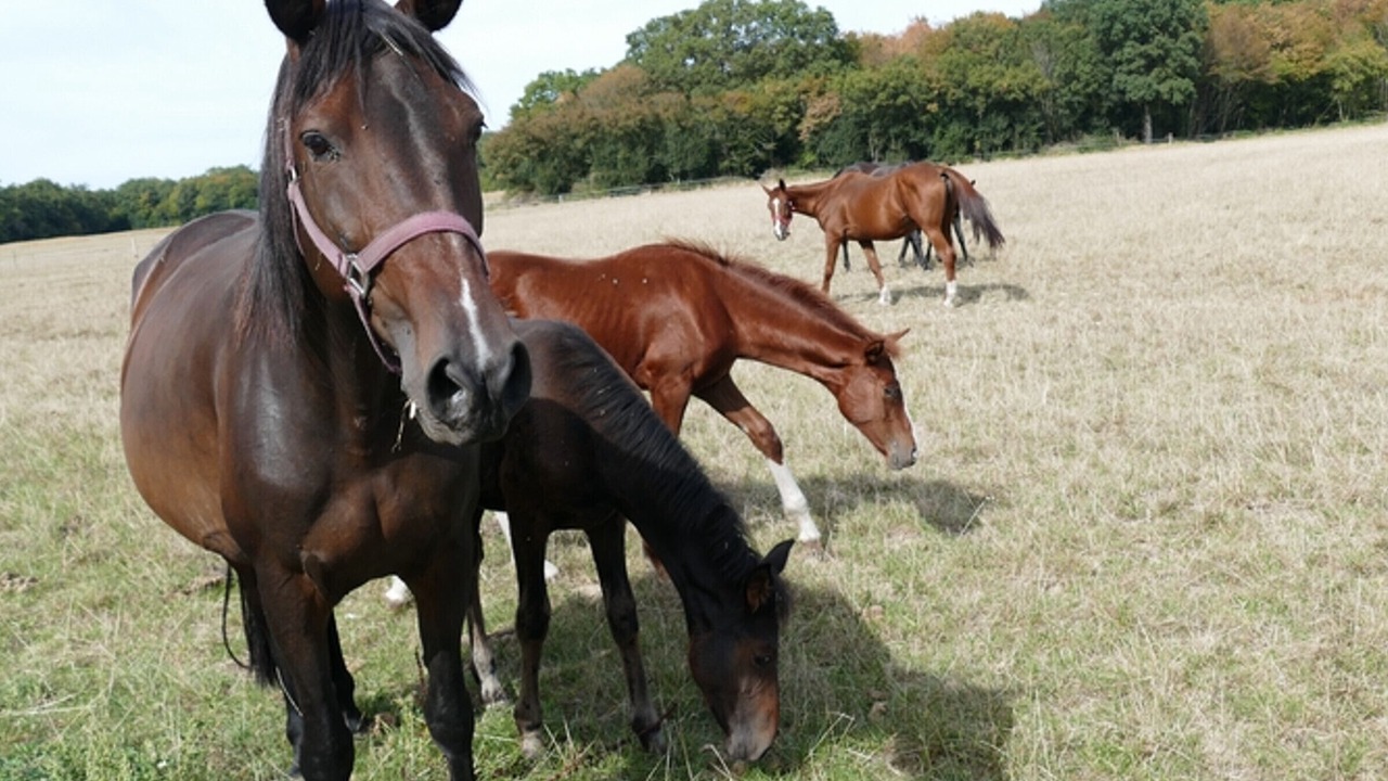 Photo of Others in La Croix-en-Touraine