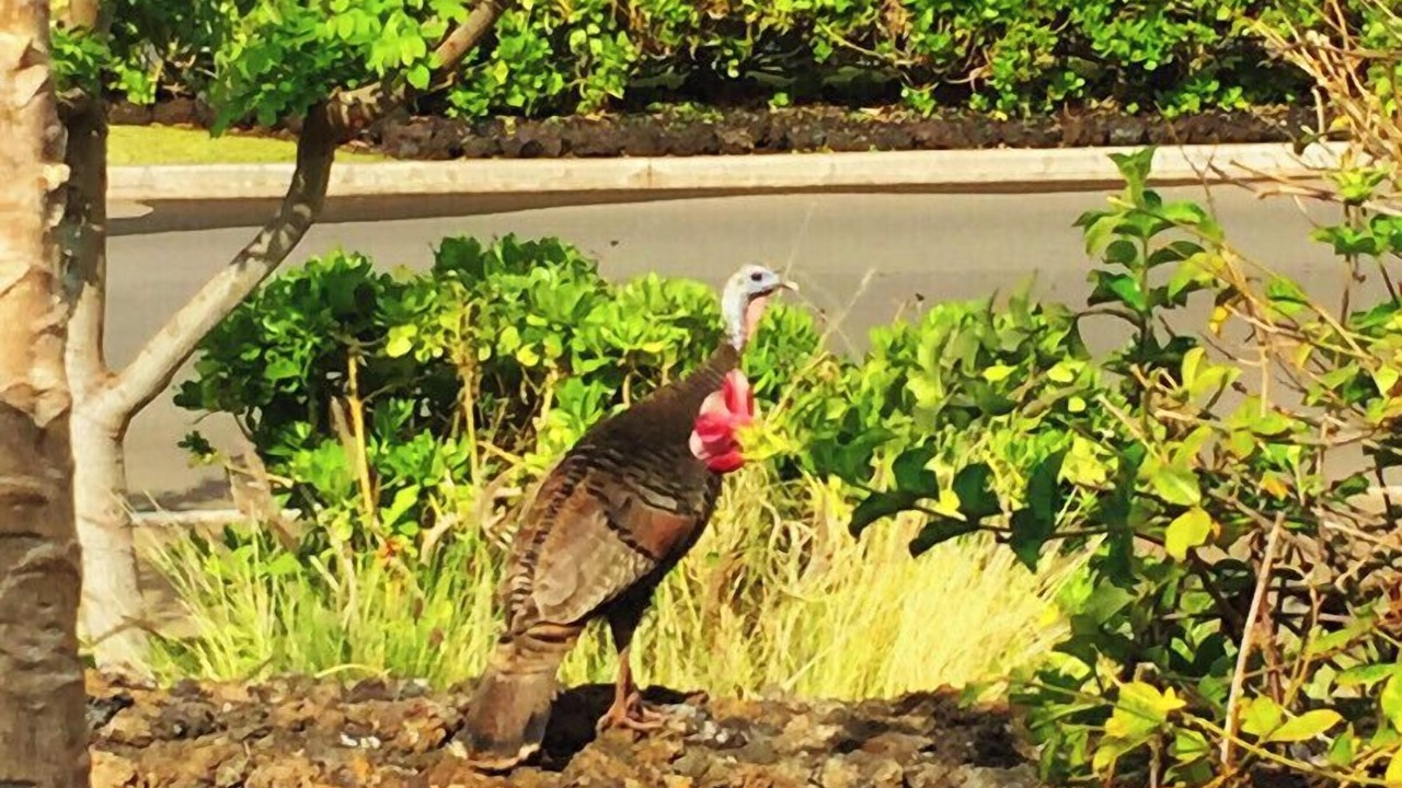 Photo of Others in Waikoloa
