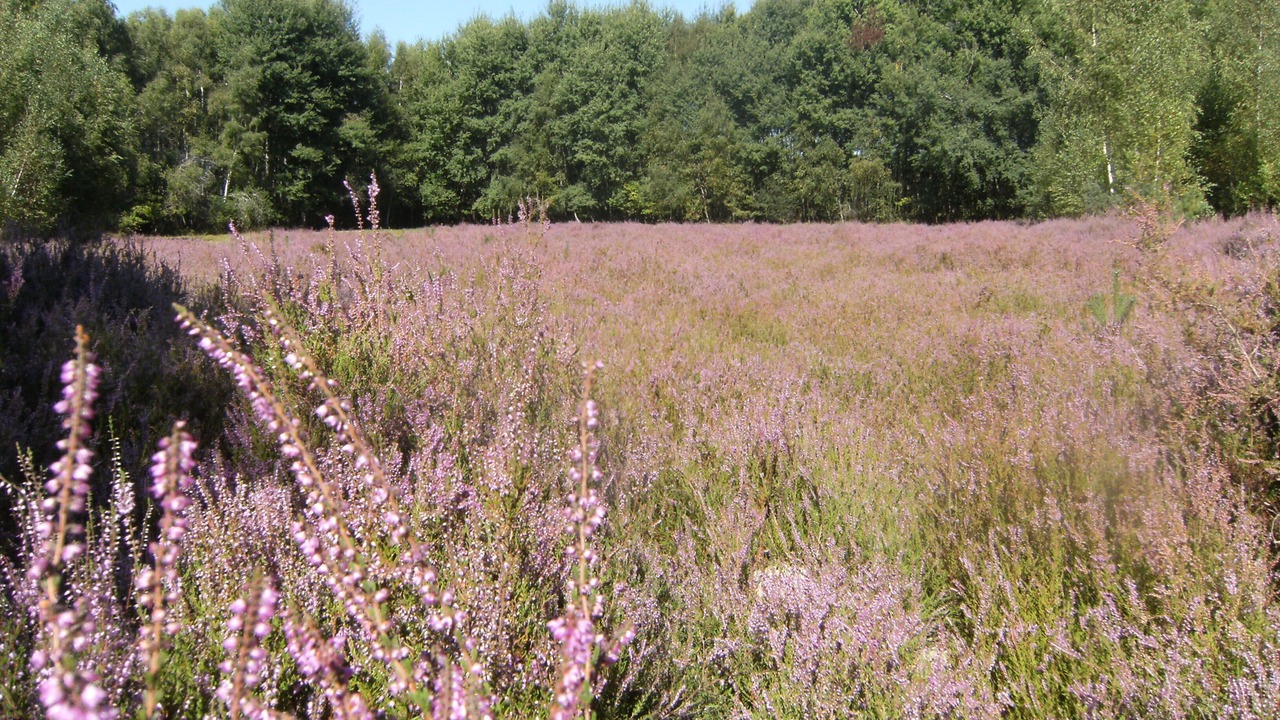 Photo of Outdoor in Veilleins