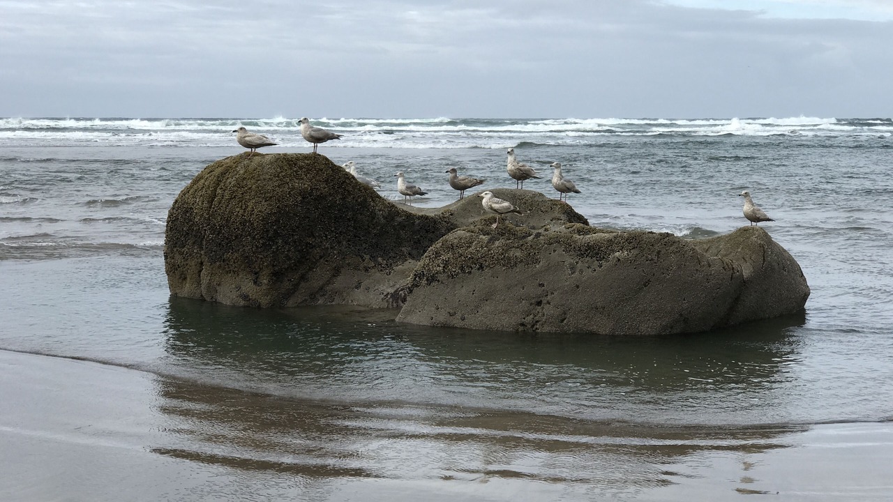 Photo of Others in Neahkahnie Beach