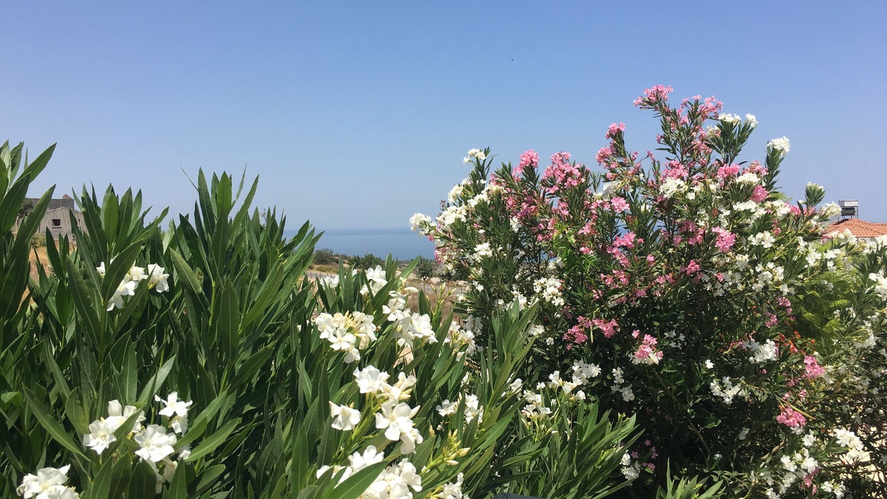 Photo of Outdoor in Arapkoy