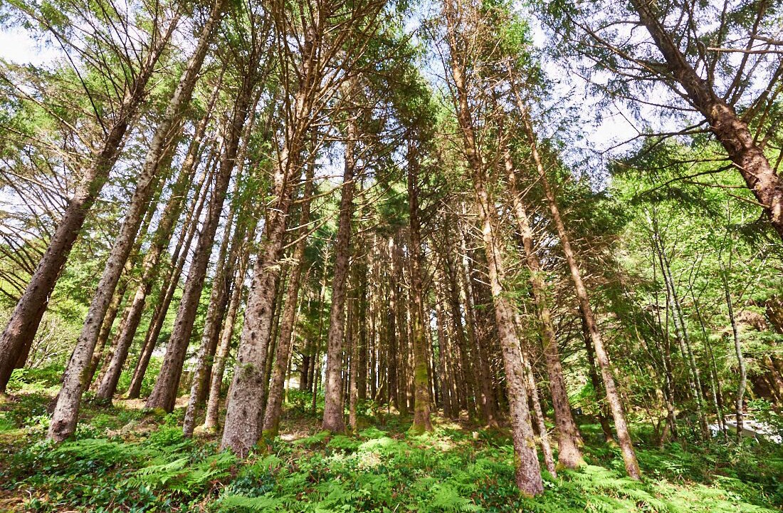 Photo of Outdoor in Tillamook