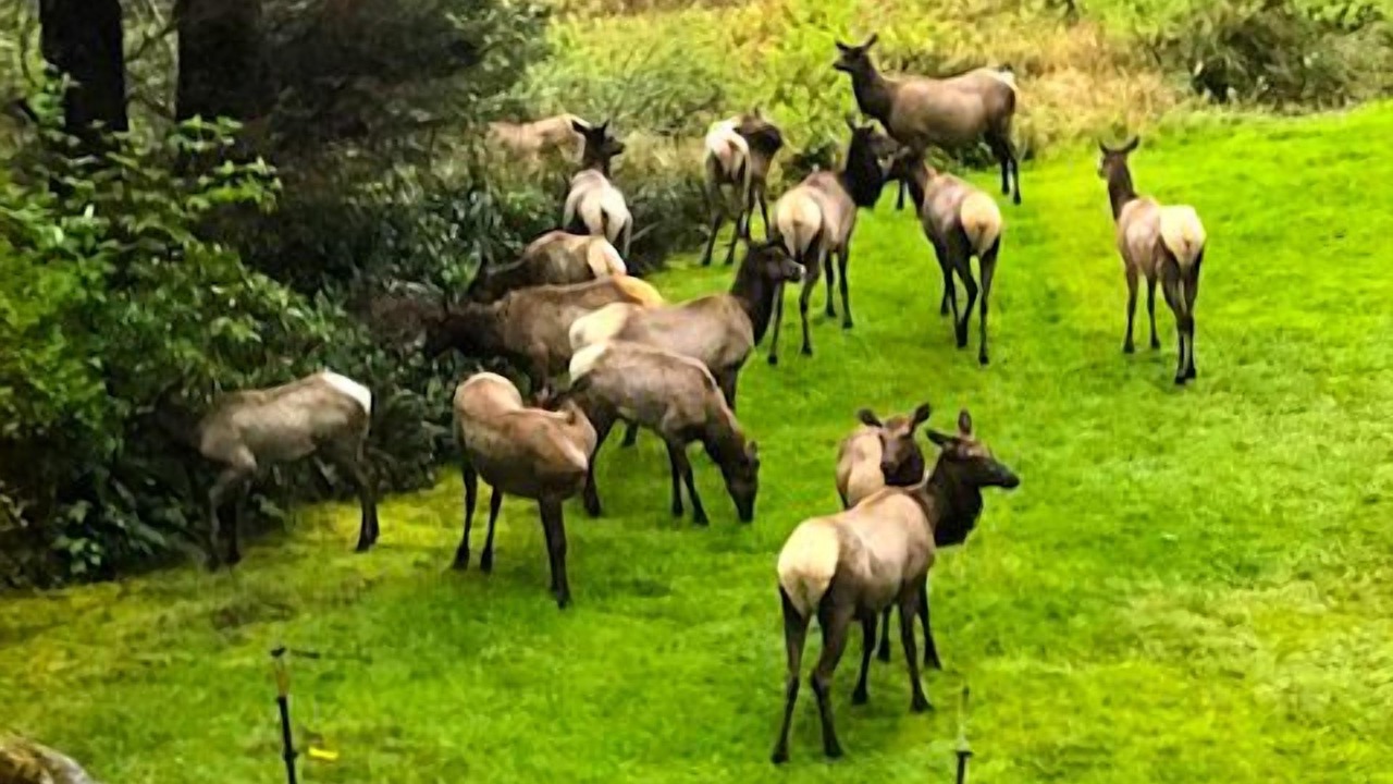 Photo of Outdoor in Tillamook