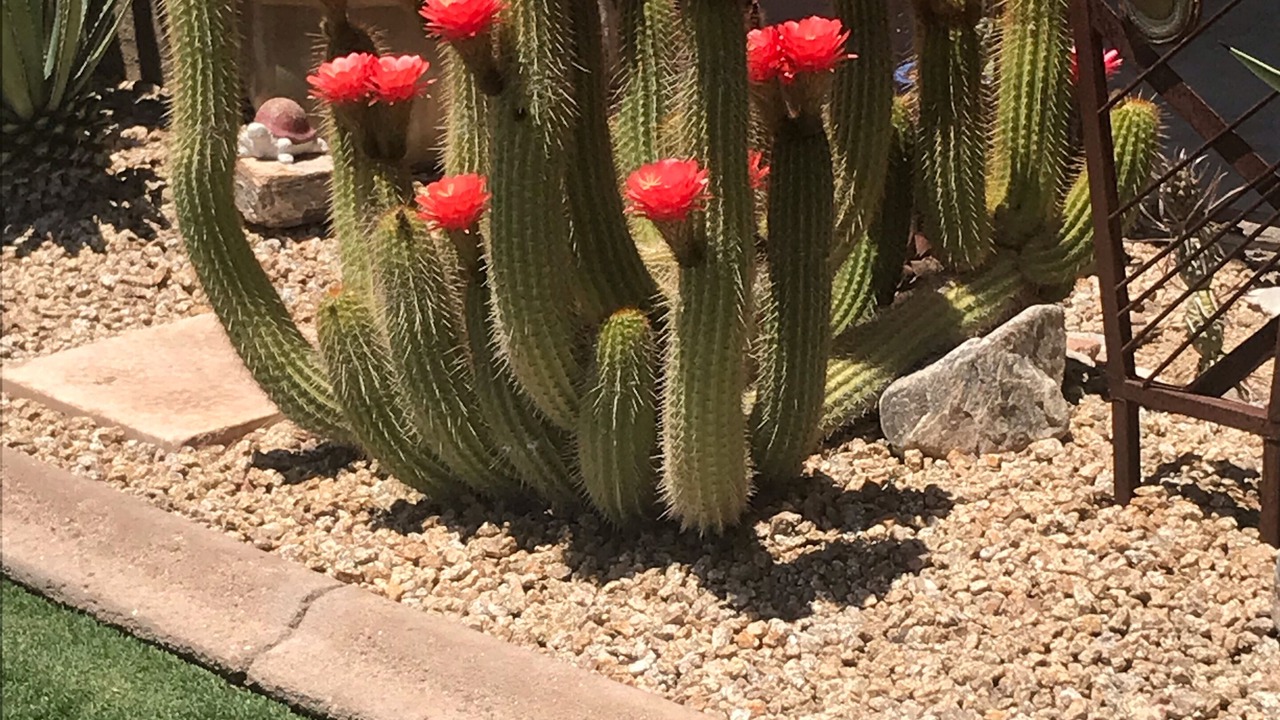 Photo of Others in Paradise Valley Village