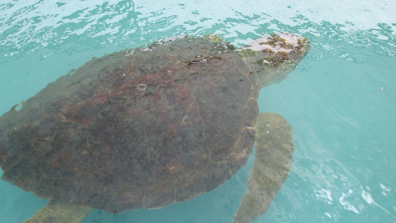 Photo of Others in Key Colony Beach
