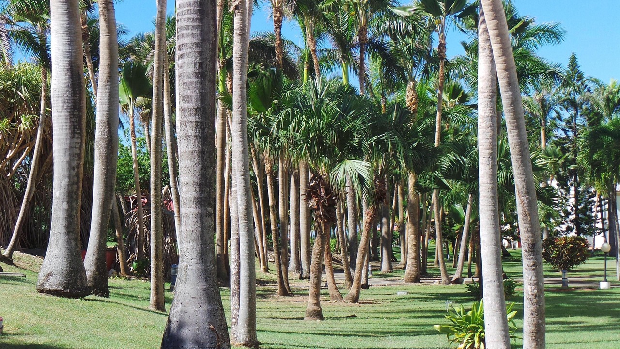 Photo of Outdoor in Anse des Rochers