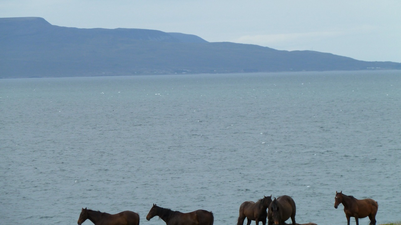 Photo of Others in Clooncarrabaun