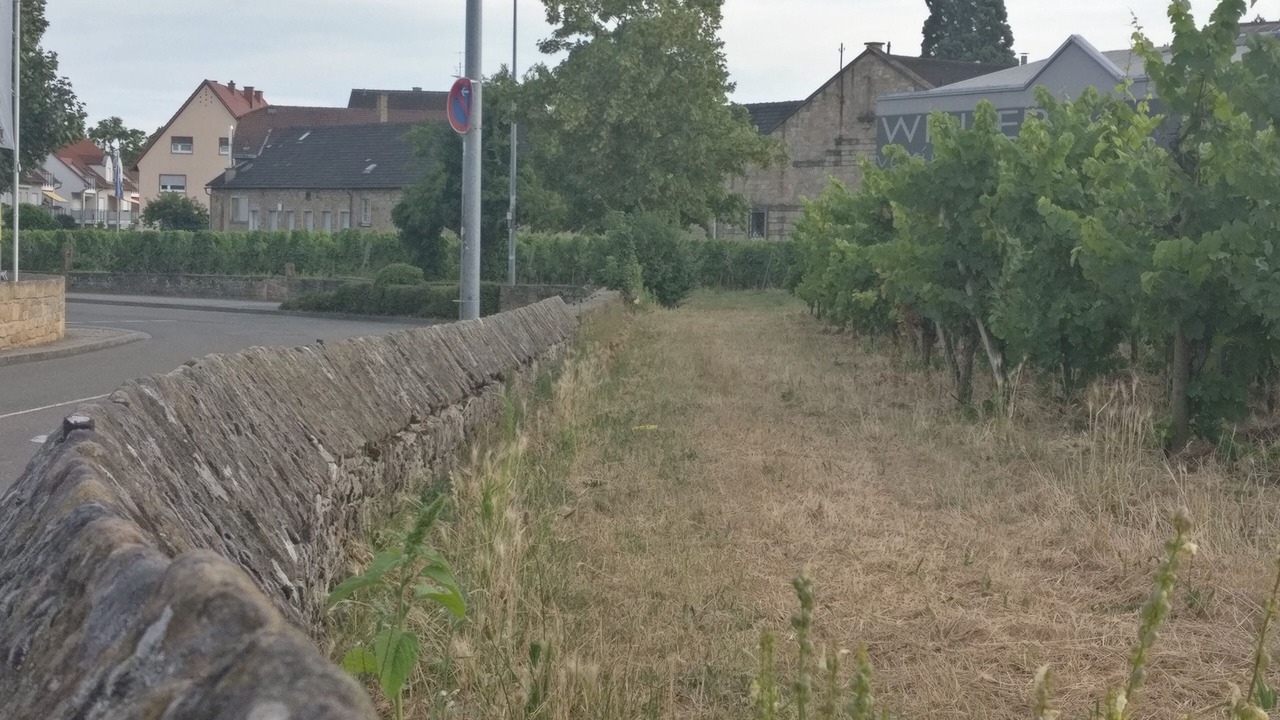 Photo of Outdoor in Deidesheim