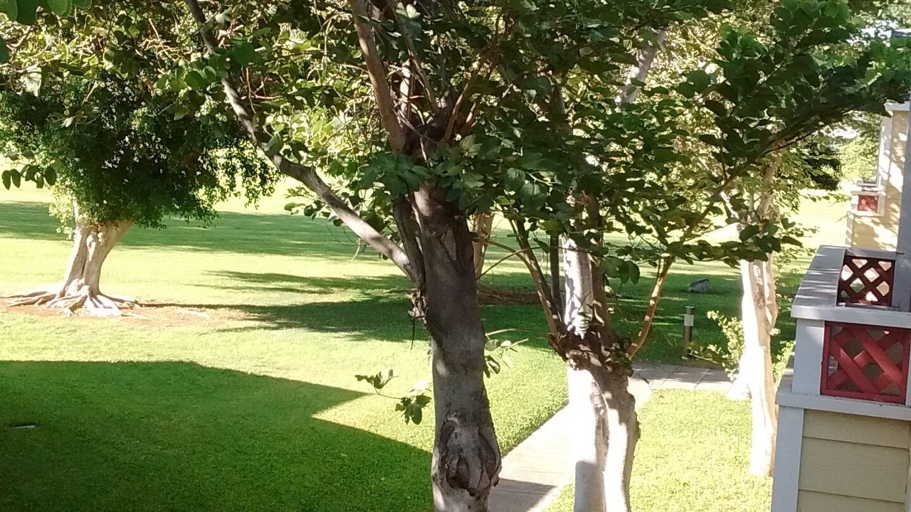Photo of Others in Waikoloa