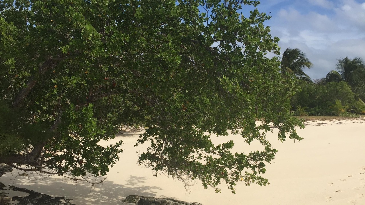 Photo of Others in Green Turtle Estates