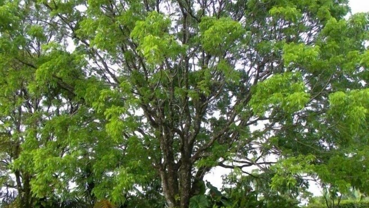 Photo of Outdoor in Guzman Arriba