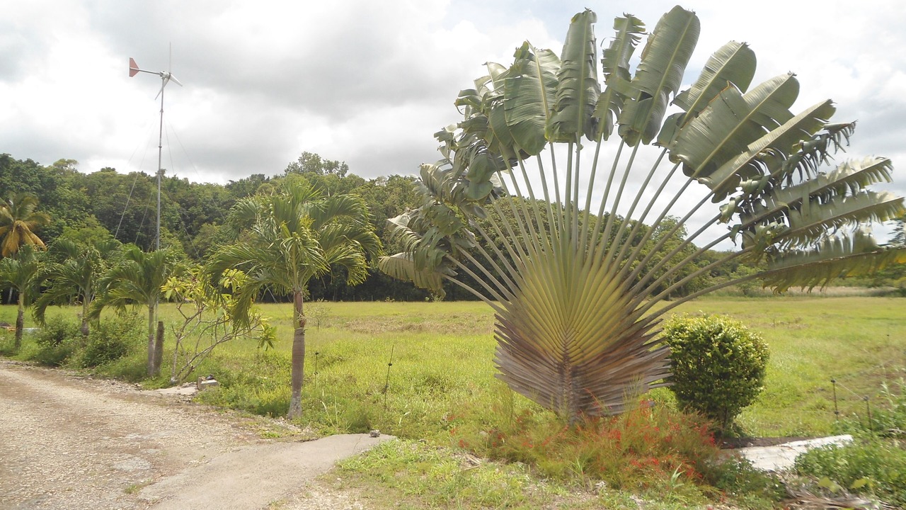 Photo of Outdoor in Petit-Canal