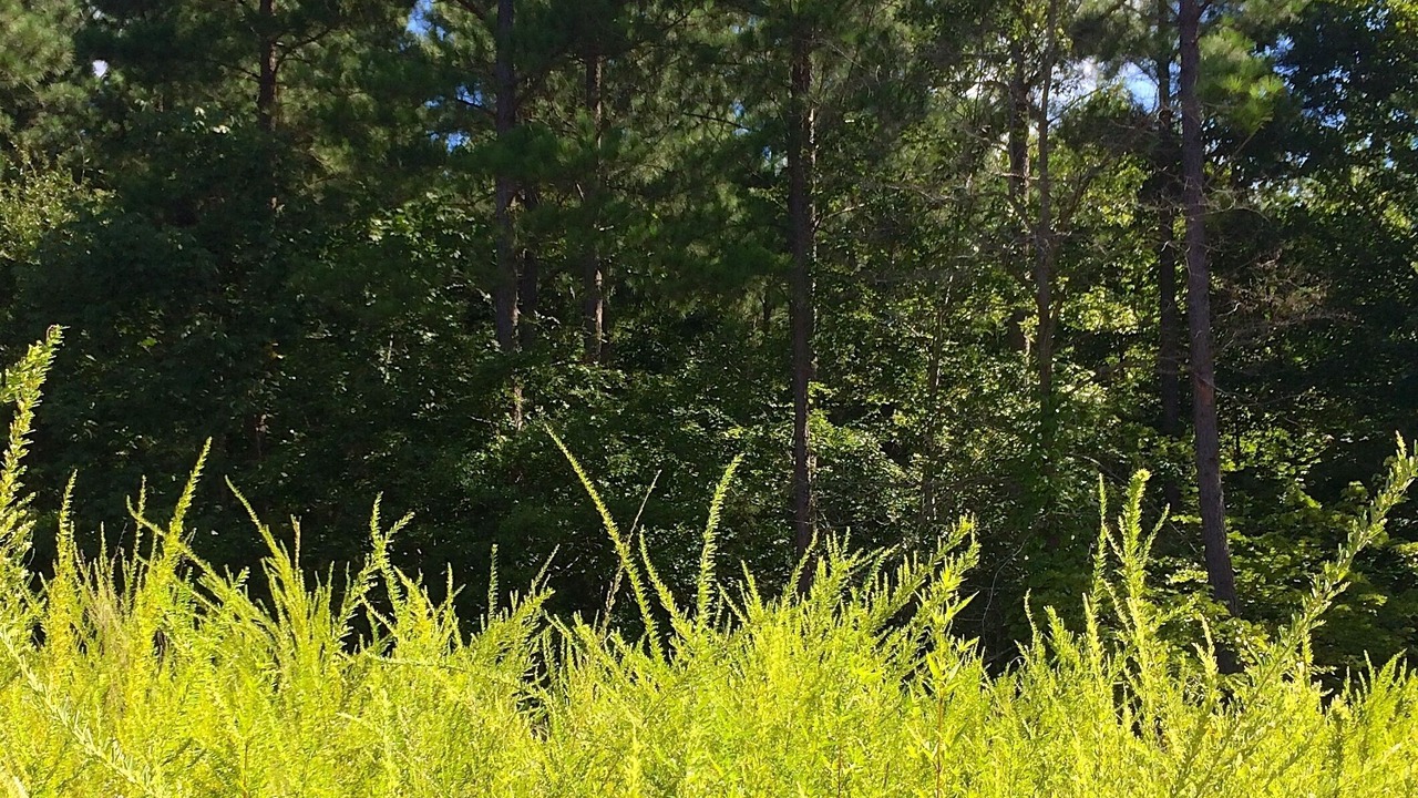 Photo of Outdoor in Clarksville