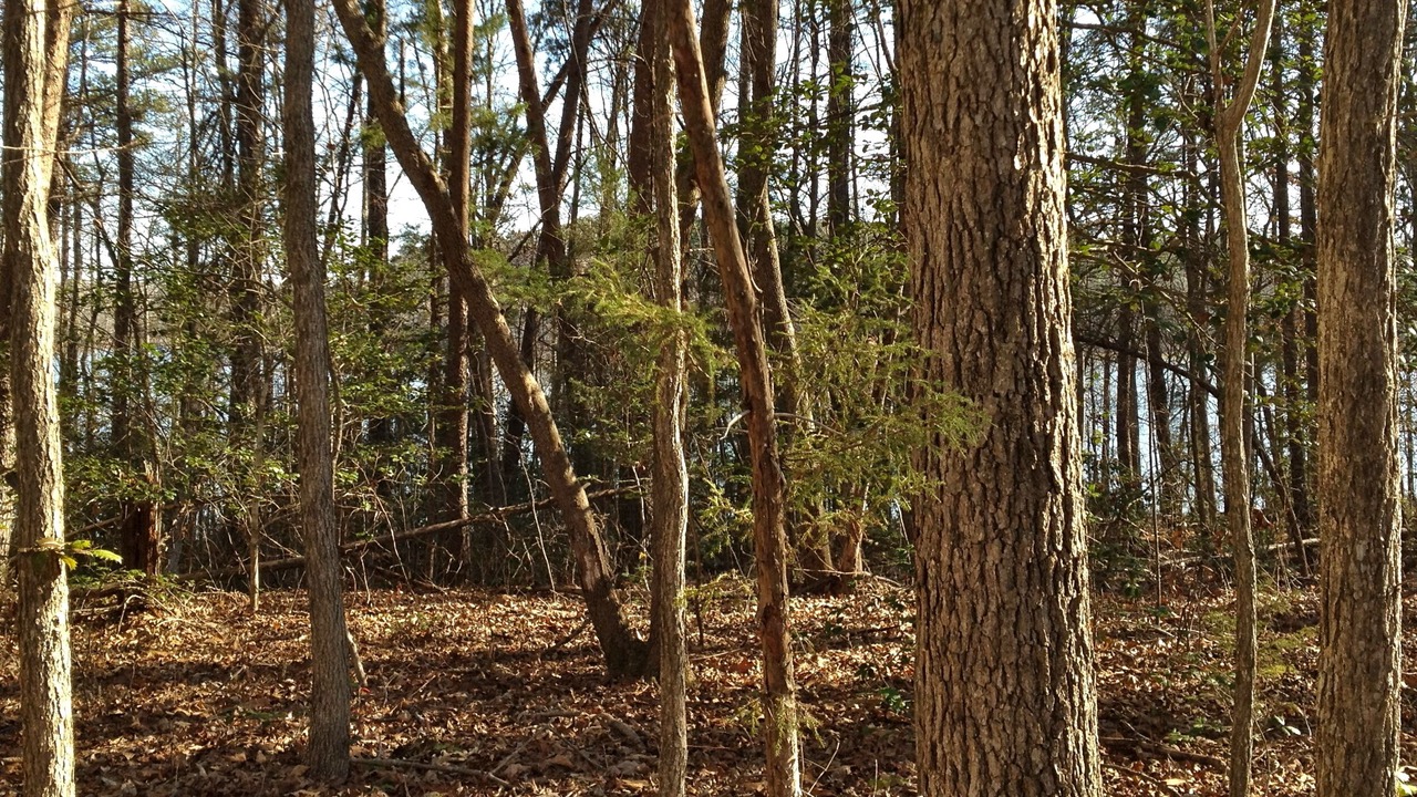 Photo of Outdoor in Clarksville