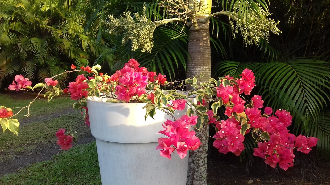 Photo of Outdoor in Les Abymes