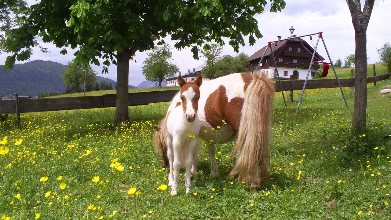 Photo of Outdoor in Abtenau
