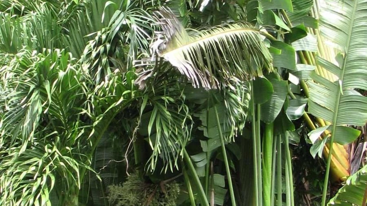 Photo of Others in Mameyes II