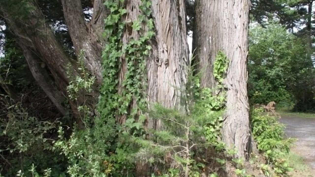 Photo of Others in Bandon