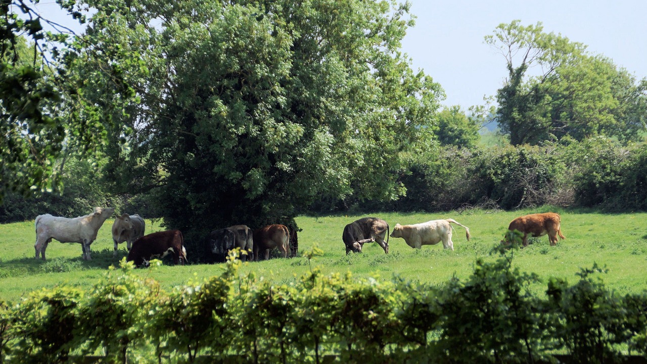 Photo of Outdoor in Straffan