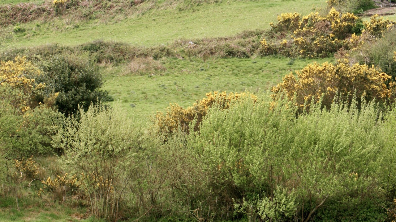 Photo of Others in Templenoe