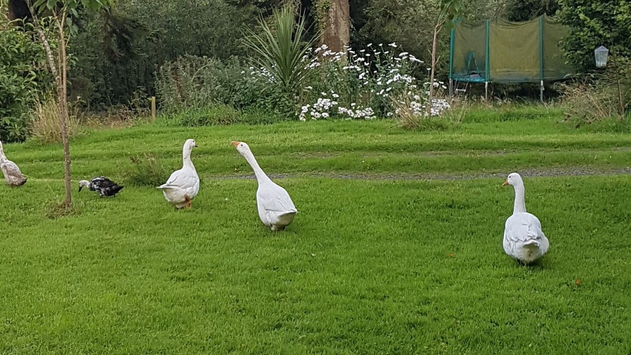 Photo of Others in Knockaderry Cross Roads