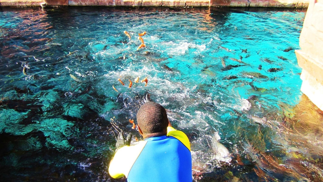 Photo of Others in Paradise Island