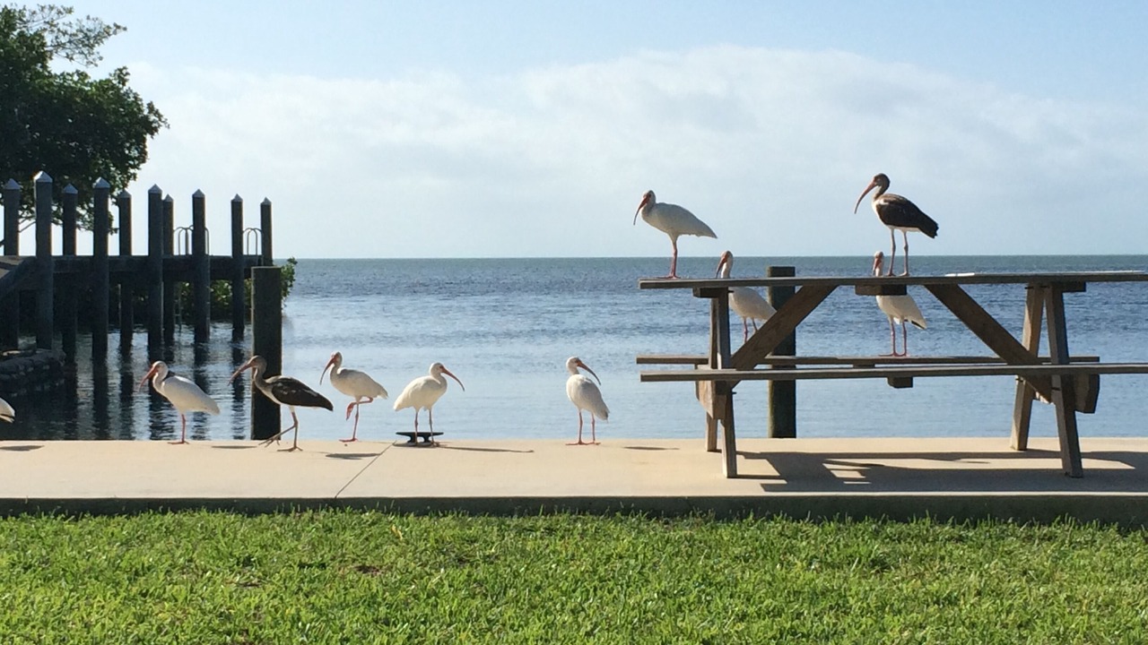 Photo of Outdoor in Cudjoe Key
