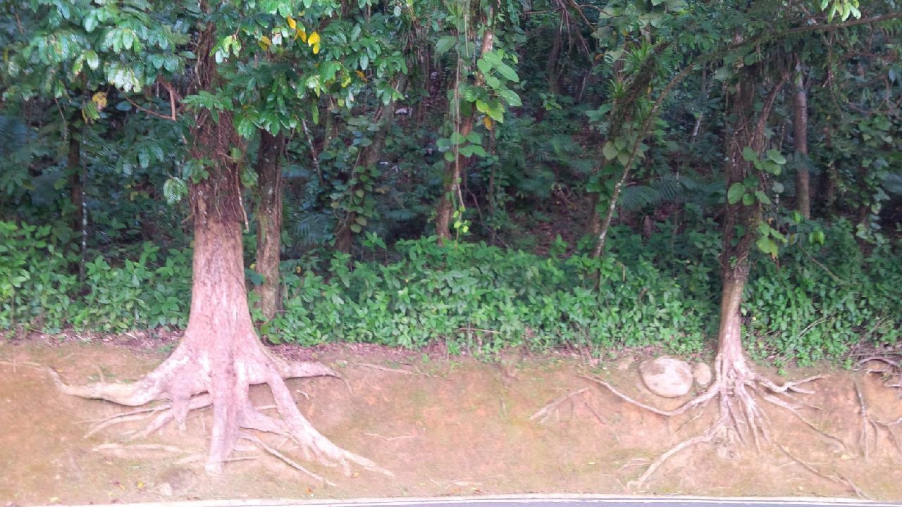 Photo of Others in Mameyes II