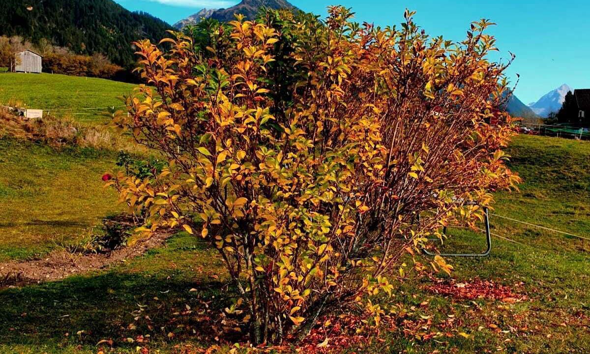 Photo of Outdoor in Sankt Gallenkirch