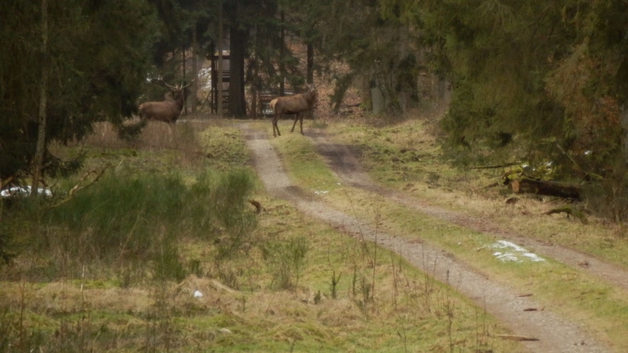 Photo of Outdoor in Glusingen