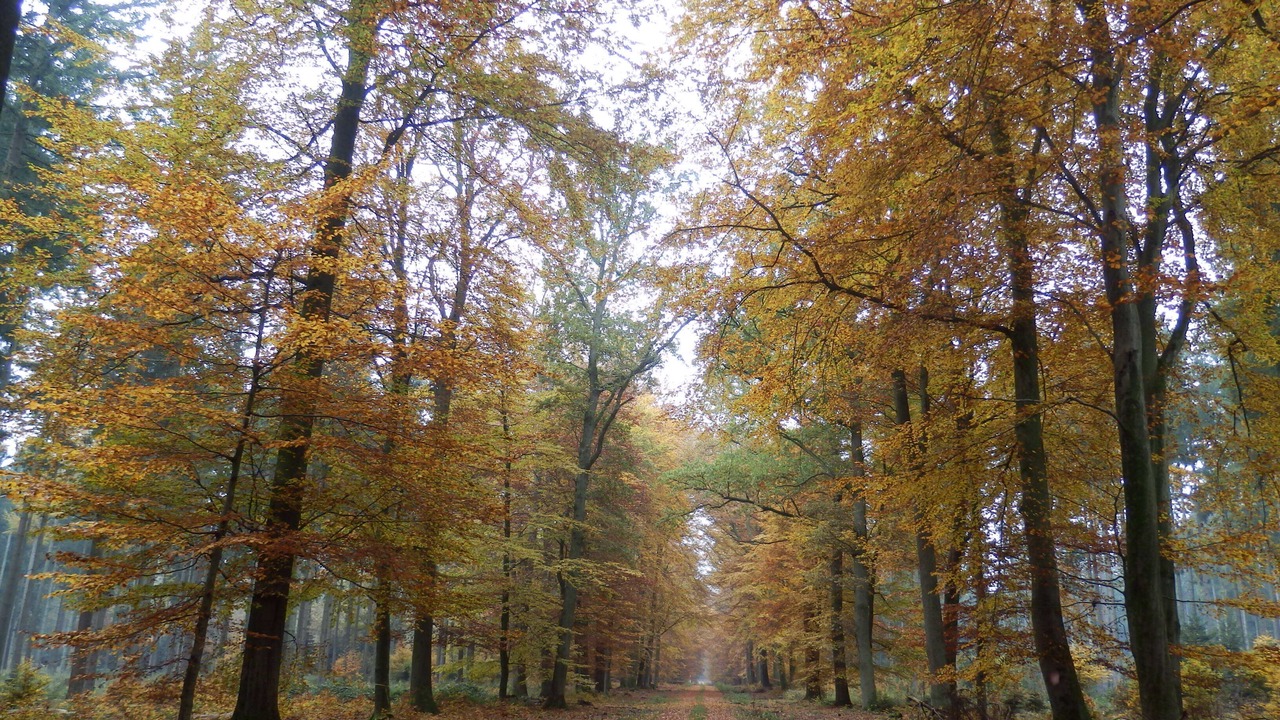 Photo of Outdoor in Glusingen