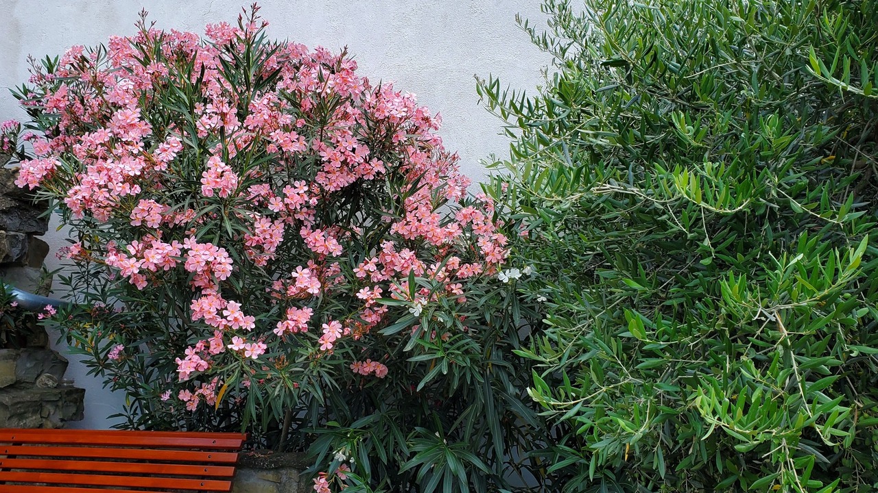 Photo of Outdoor in Kostabona