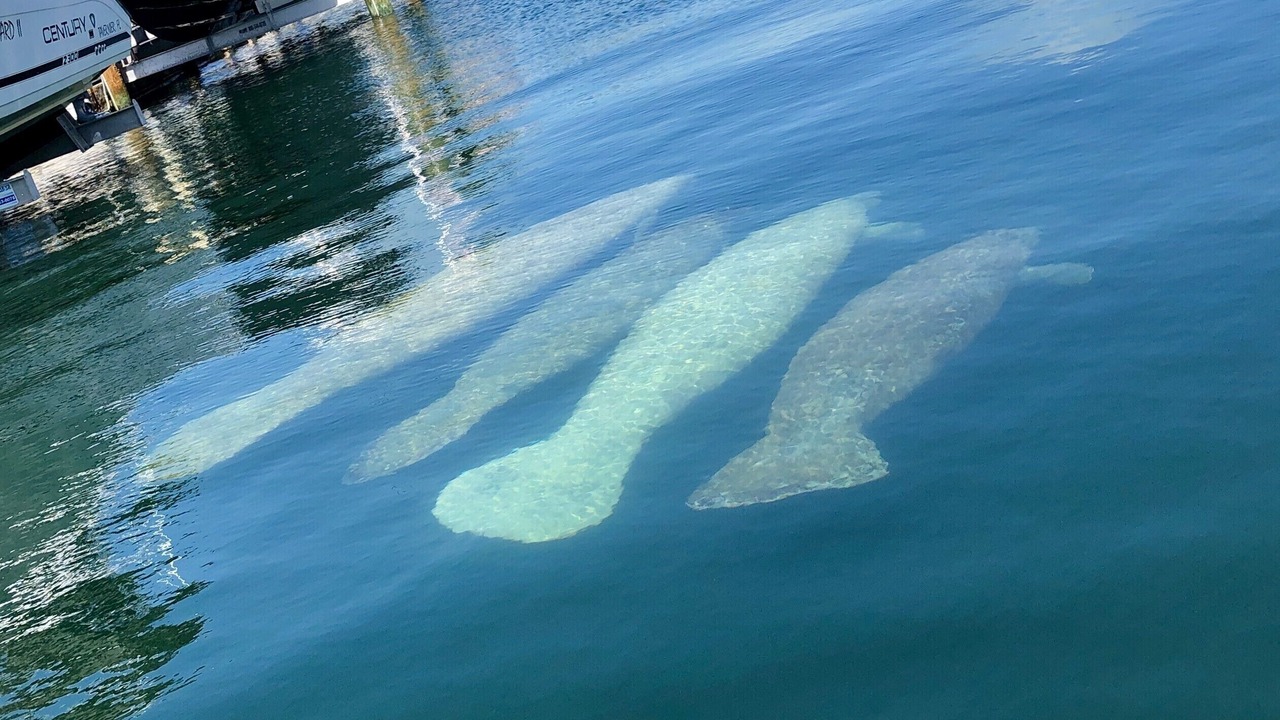 Photo of Outdoor in Key Largo