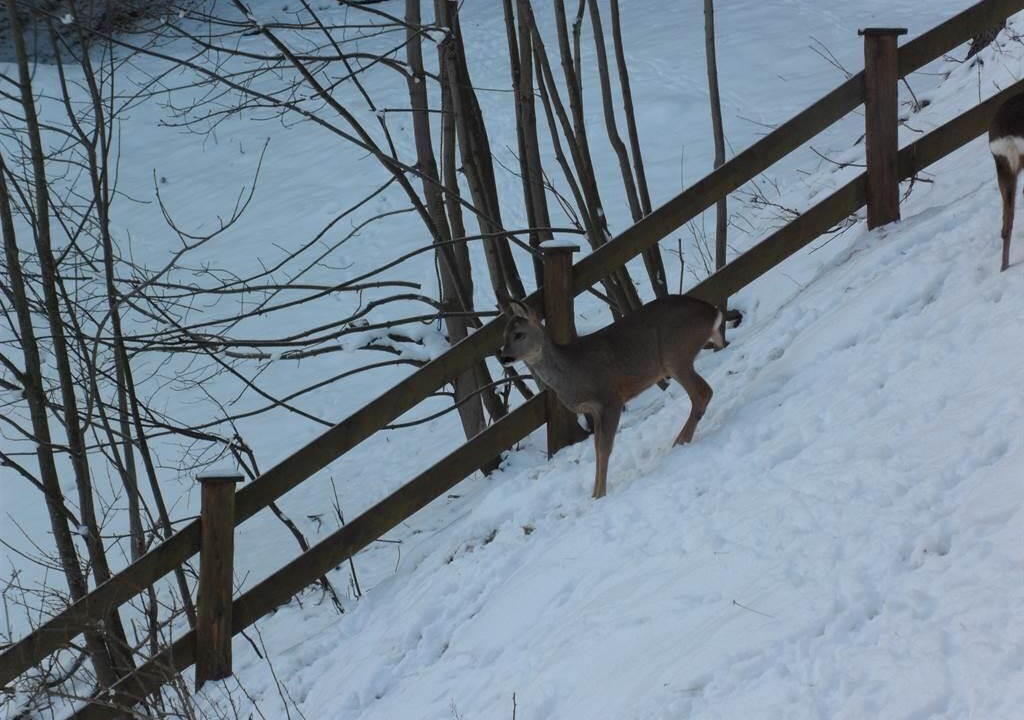Photo of Others in Bad Hofgastein