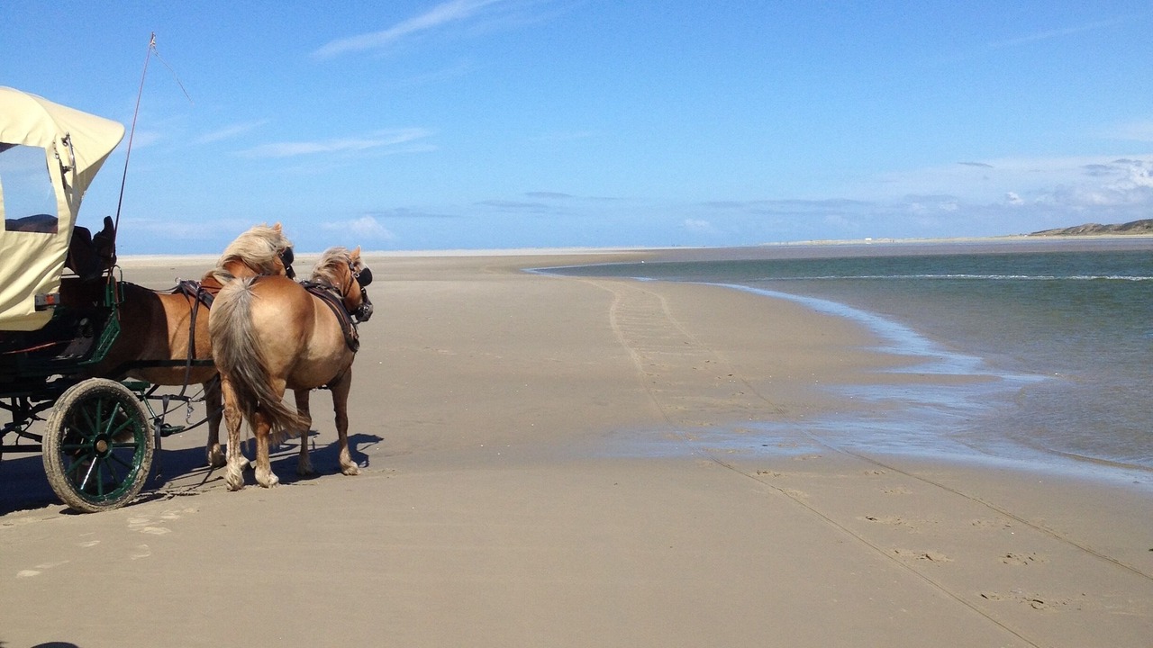 Photo of Others in Borkum
