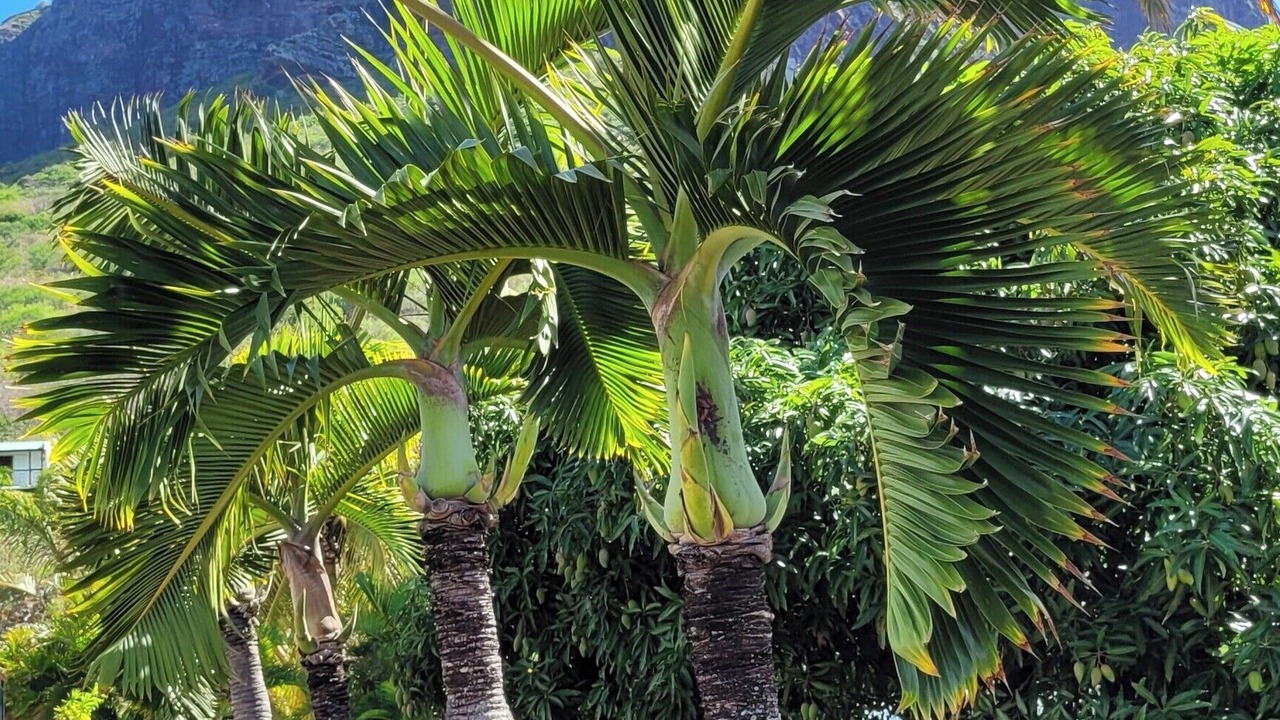 Photo of Outdoor in Le Morne