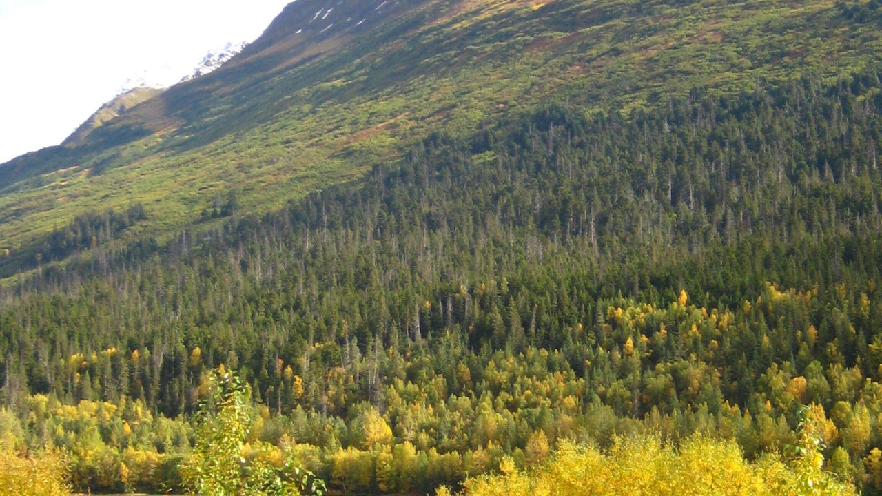 Photo of Others in Moose Pass