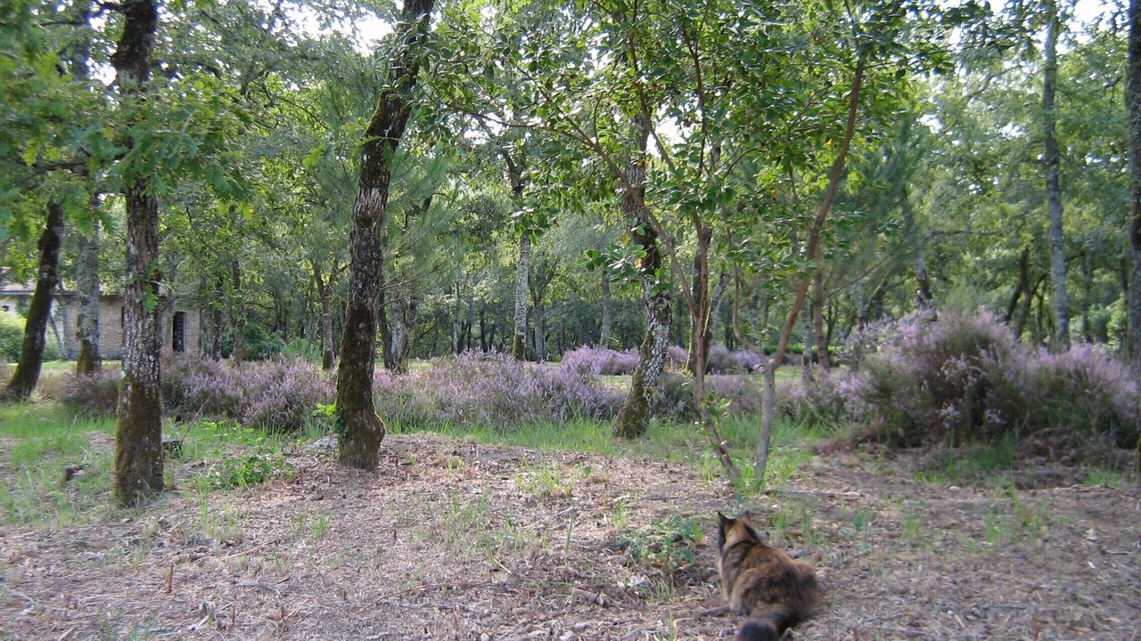 Photo of Outdoor in Argelouse