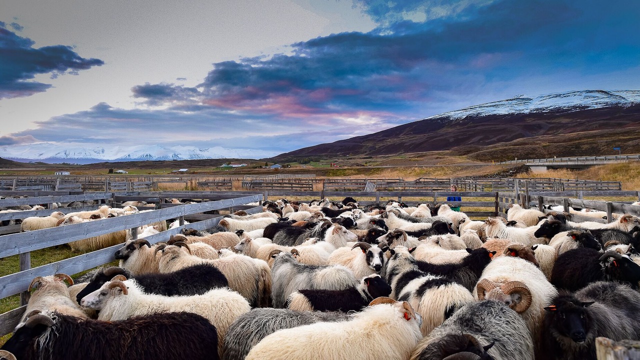 Photo of Others in Hauganes