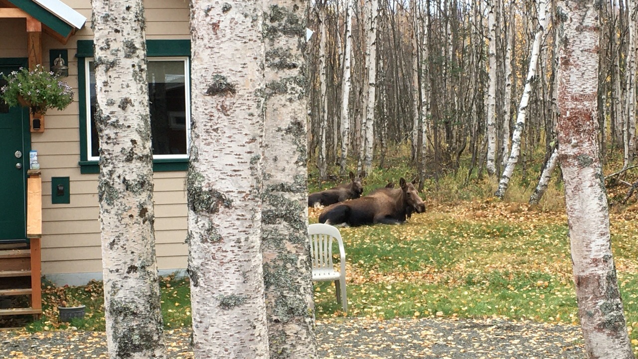 Photo of Outdoor in Susitna North