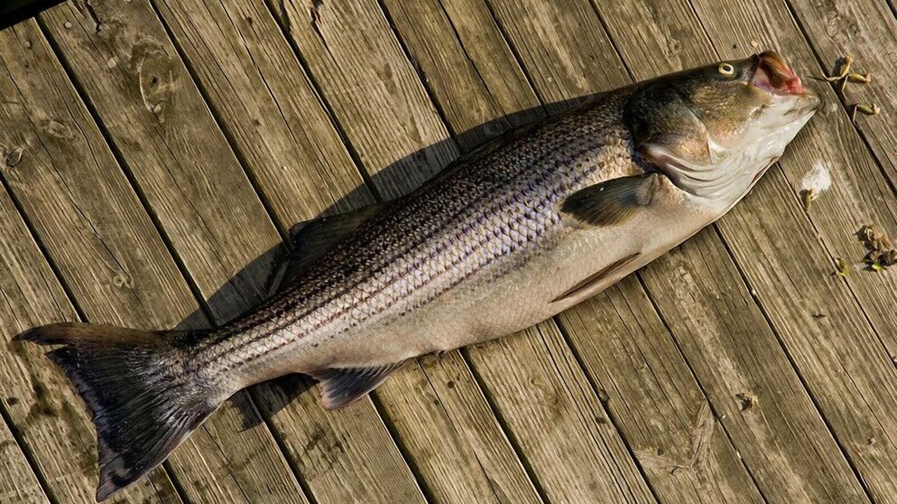 Photo of Others in Charlestown