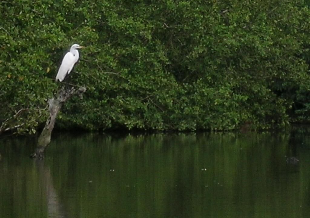 Photo of Others in Rio Abajo