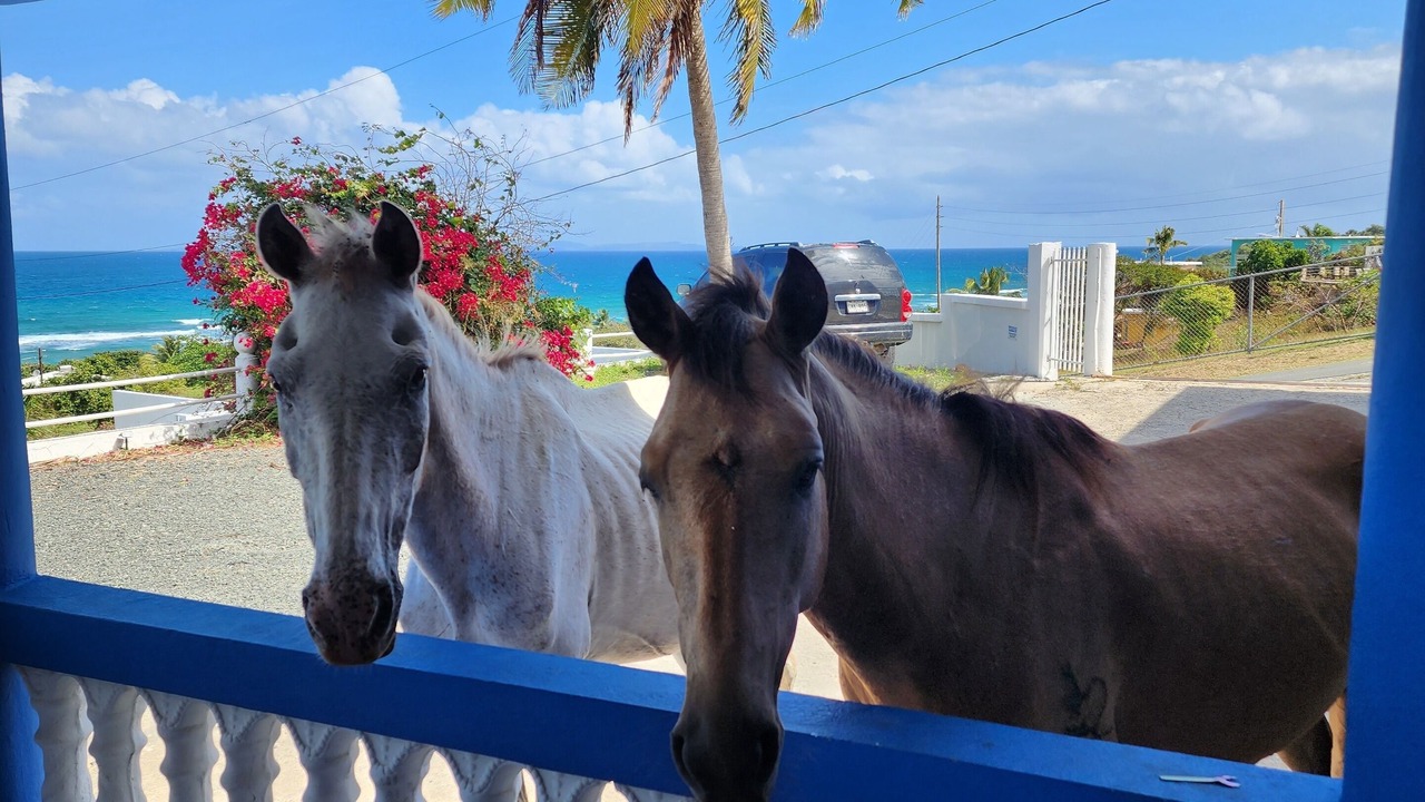 Photo of Outdoor in Villa Borinquen