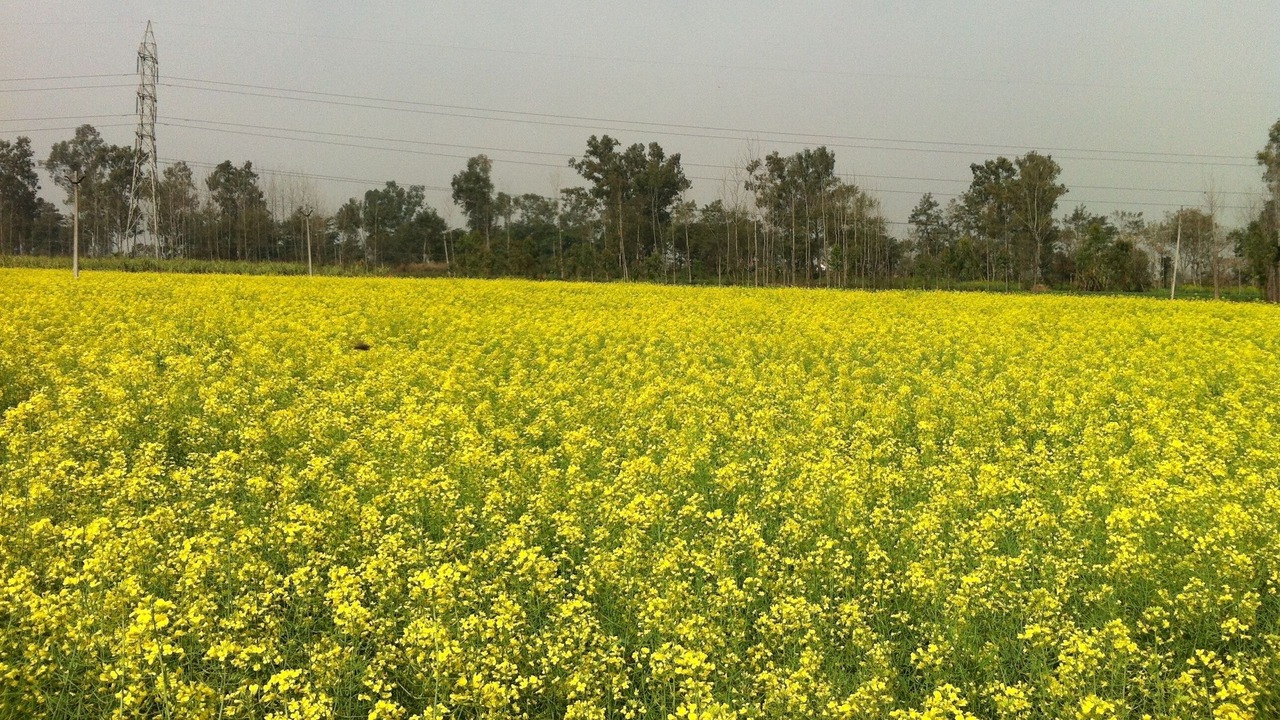 Photo of Others in Gurdaspur